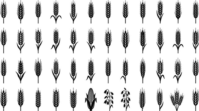 Wheat Ear Silhouette Set with Various Barley Rye Oat and Corn Stalk Icons for Organic Farming Agriculture Bakery Product Badges and Brewery Graphic Design Elements Vector Illustration