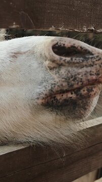 Vertical video. White pony touches a human finger with its nose through a wooden stable fence. Close-up in 4K slow motion with detailed muzzle texture, whiskers, natural farm light.
