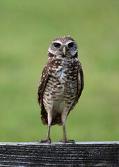 Fototapeta premium Burrowing owl with dark brown eyes, white spotted brown plumage, and long slender legs is standing on wooden fence against a blurred green background.