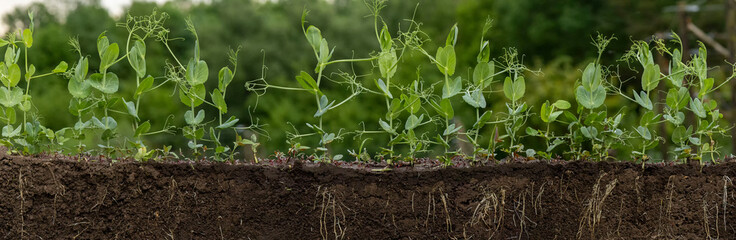 Pea seedlings growing in soil cross-section showing roots © Олег Мальшаков