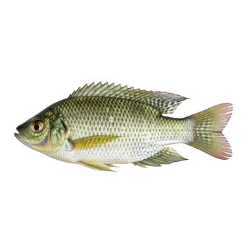 Fresh whole bluegill fish isolated on white background