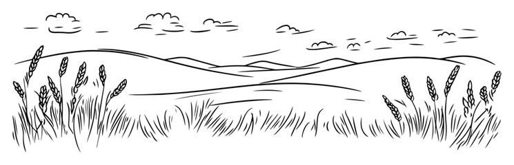 Fototapeta premium hilly landscape with wheat and grass line art