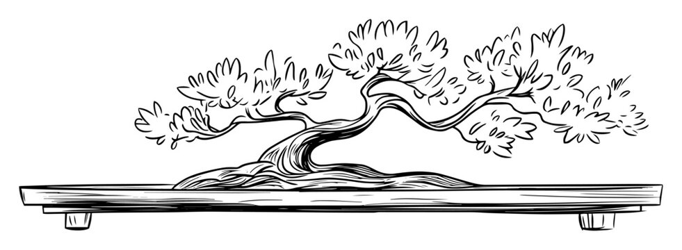 bonsai tree on wooden stand hand-drawn sketch