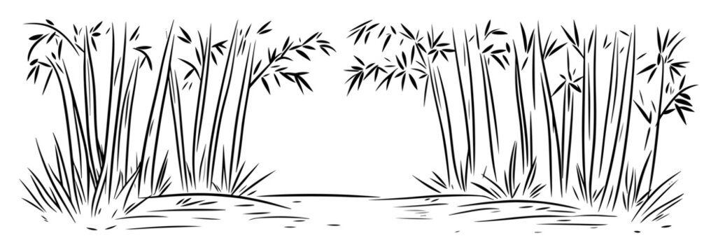 bamboo grove in nature hand-drawn sketch