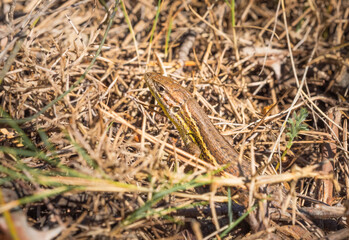 Fototapeta premium Macro Close Up of Long Tailed Lizard Hidden Among Forest Leaves