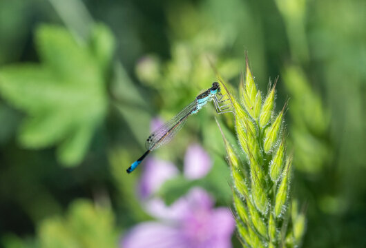 Vibrant Damselfly Perched on Plant Stem &ndash; Professional Nature Macro Shot
