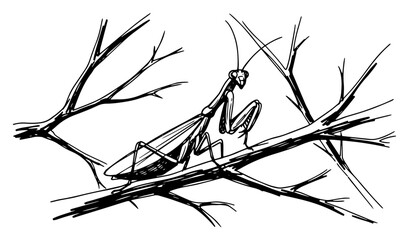 Praying Mantis On Tree Branch Predatory Insect Monochrome Ink Sketch Vector © Mago