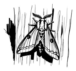 Moth Resting On Tree Bark With Feathered Antennae Monochrome Ink Sketch Vector © Mago