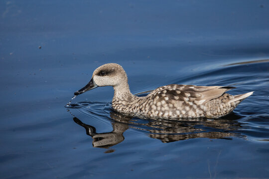 Marbled teal (Marmaronetta angustirostris) swimming calmly in a wetland water at Las Tablas de Daimiel, Spain