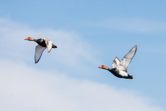 Red-crested pochard (Netta rufina) ducks flying in a blue sky over Las Tablas de Daimiel wetland in Spain