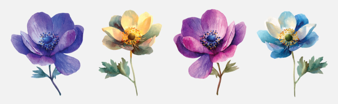 Design of an anemone flower set painting. Hand-painted style, vectorized, vector set available in EPS Simple Hand-painted watercolor style. Hand-painted watercolor style