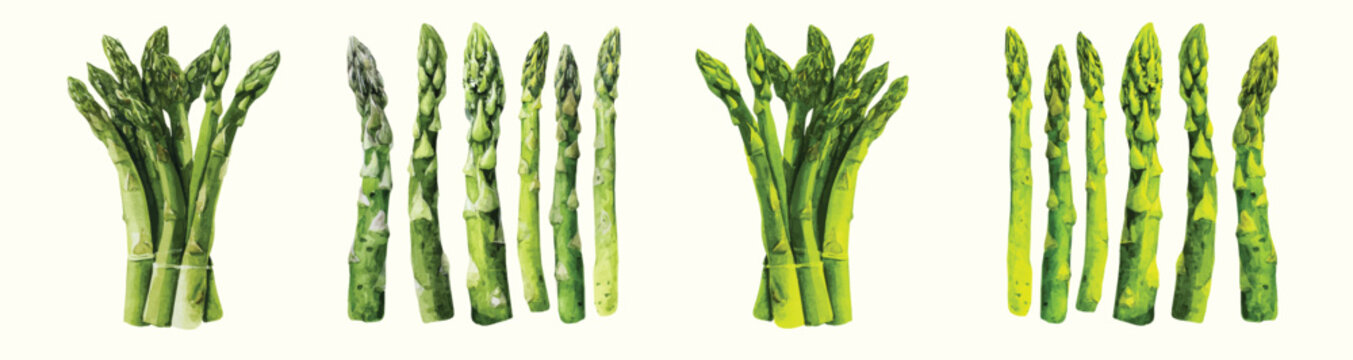 Beautiful design of an asparagus set painting. Hand-painted style, vectorized, vector set available in EPS Simple Hand-painted watercolor style. vectorized