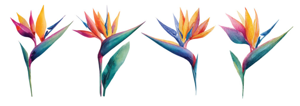 Beautiful design of an paradise flower set painting. Hand-painted style, vectorized, vector set available in EPS Simple Hand-painted watercolor style. vectorized