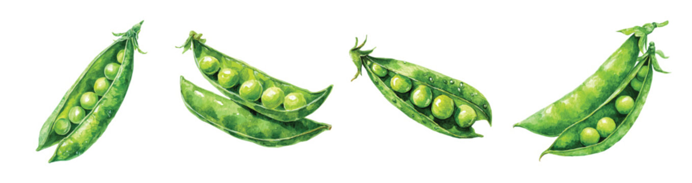 Simple watercolor style, beautiful design, green pea pod set painting design. Hand-painted style, vectorized, vector set available in EPS Simple Hand-painted 