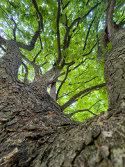 Obraz premium Rough bark leading to canopy portrait