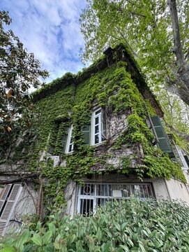 Boston ivy climbing plant covering historical house facade. Parthenocissus tricuspidata green leaves on traditional wall with vintage open green wooden window shutters.