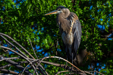 Fototapeta premium Great Blue Heron perched in Boise Idaho
