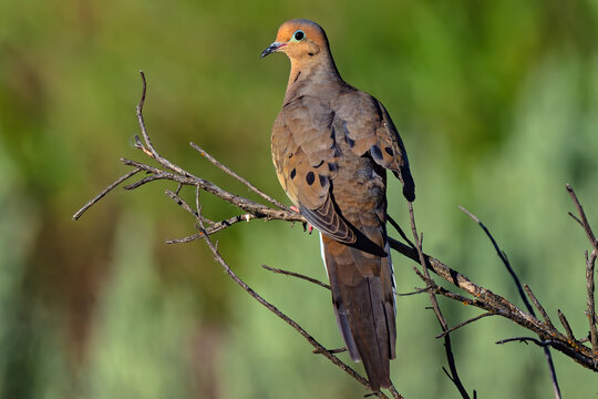 Mourning Dove in Boise Idaho