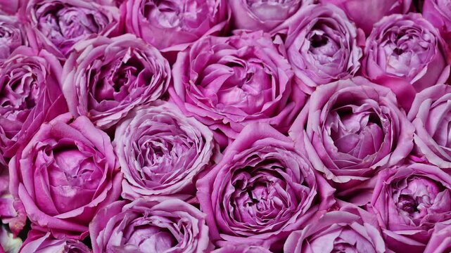 Pink Rose Flowers Rotating On Turntable Romantic Background Video. Luxury Pink Roses Spinning Floral Texture For Beauty Advertising. Elegant Pink Garden Roses Rotation Close Up Floral Footage 