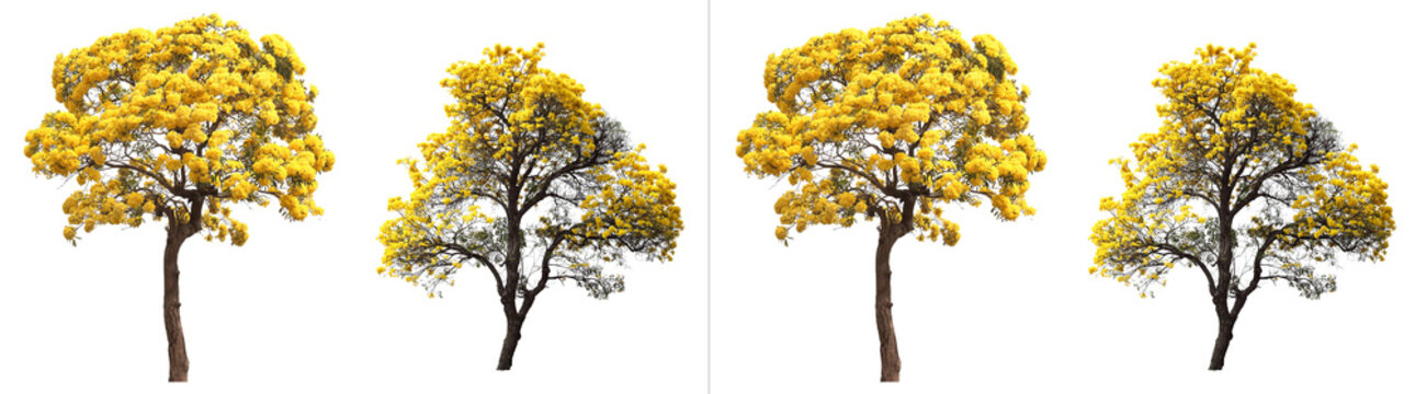 Four blooming golden trumpet trees with vibrant yellow flowers, isolated on transparent background