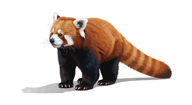 Red panda standing isolated on white background, facing left, showcasing distinctive orange and black fur with white markings, endangered species concept