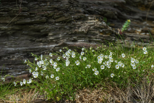 Alpine Mouse-ear (Cerastium alpinum)