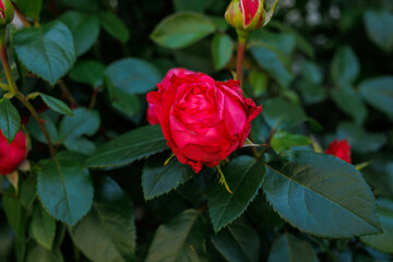 Fototapeta premium Bright red shrub rose flower surrounded by green leaves in garden