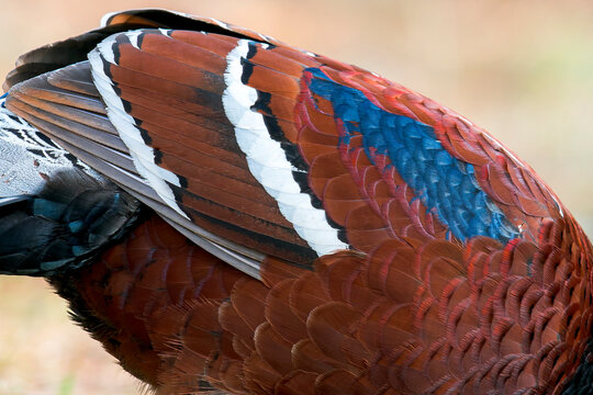 A close-up of a Mrs. Hume's Pheasant body in Thailand, Asia.
