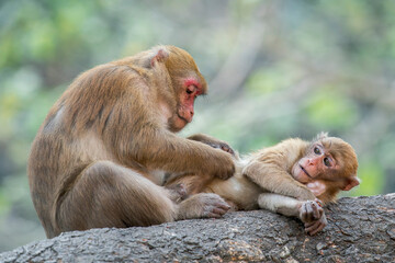 Naklejka premium Two Assamese Macaques are grooming on a horizontal tree trunk in Thailand, Asia.