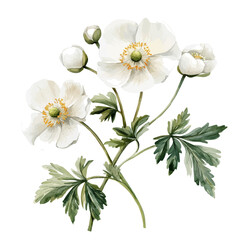 Obraz premium Japanese Anemone Branch, watercolor artwork with bold brush accents and dynamic composition, isolated on a white background.