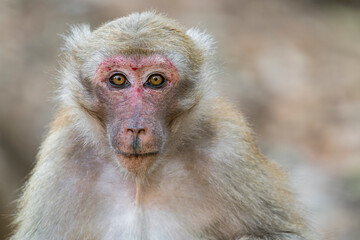 Obraz premium A close-up of a Assamese Macaque in Thailand, Asia.