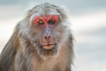 Obraz premium A close-up of an injured Assamese Macaque in Thailand, Asia.