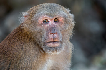 Obraz premium A close-up of an Assamese Macaque in Thailand, Asia.