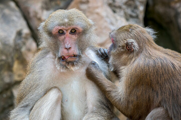 Fototapeta premium Two Assamese Macaques grooming on the rocks in Thailand, Asia.