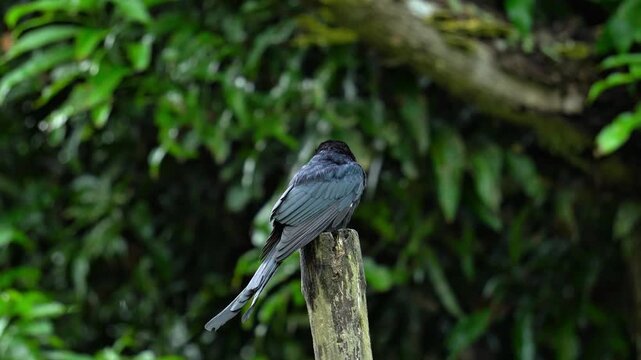 Black Drongo Indian Bird Perched on a Wooden Pole with Green Leaves Background. Common Indian Bird with Long Forked Tail Perched on Post in Indian Wildlife.