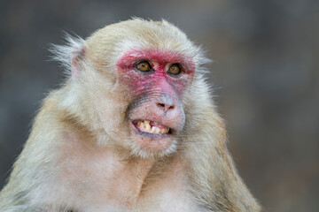 Obraz premium One Assamese Macaque feels something between its teeth in Thailand, Asia.