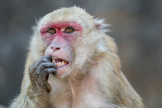One Assamese Macaque tries to get rid of something between its teeth in Thailan, Asia.