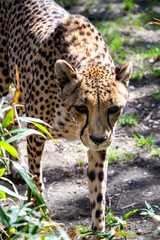 Cheetah in a zoo approaching the viewer © Copper City Arts