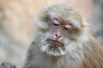 Obraz premium A close-up of a sleepy Assamese Macaque in Thailand, Asia.