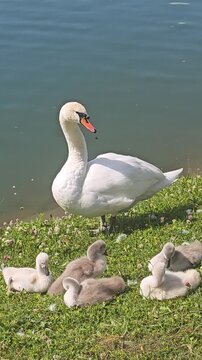 Vertical 4k close up shot of an adult mute swan standing on the green grass riverbank, while its cute fluffy cygnets are preening their feathers in Maribor, Slovenia.