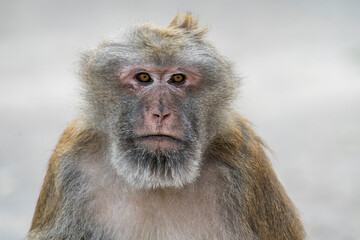 Obraz premium A close-up of an hairy Assamese Macaque in Thailand, Asia.