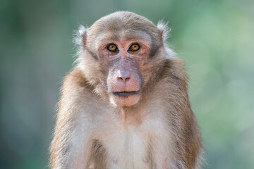 Fototapeta premium A close-up of an Assamese Macaque in Thailand, Asia.