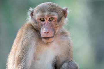 Obraz premium A close-up of an Assamese Macaque in Thailand, Asia.