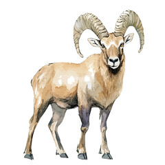 Obraz premium Ibex, watercolor clipart showcasing whimsical details and harmonious color flow, isolated on a white background.