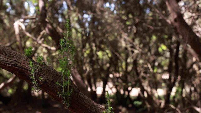 Primer plano de nuevos brotes verdes creciendo en una rama de &aacute;rbol musgosa en el bosque