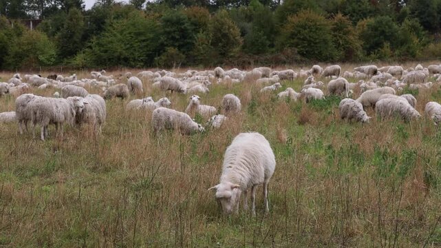Gran reba&ntilde;o de ovejas blancas pastando en un campo verde frente a un bosque denso