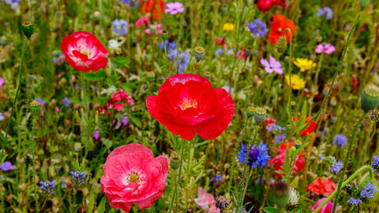 Obraz premium Colorful flowers bloom in a meadow during springtime with various shades and types of plants growing together