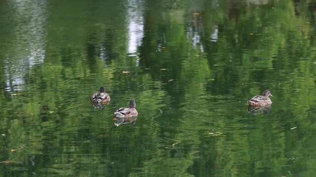 Grupo de patos hembra nadando y aliment&aacute;ndose en un estanque de aguas verdes cristalinas