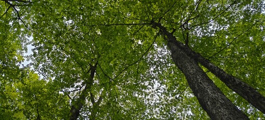Fototapeta premium tree branches reaching the sky