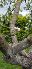 Fototapeta premium old apple tree